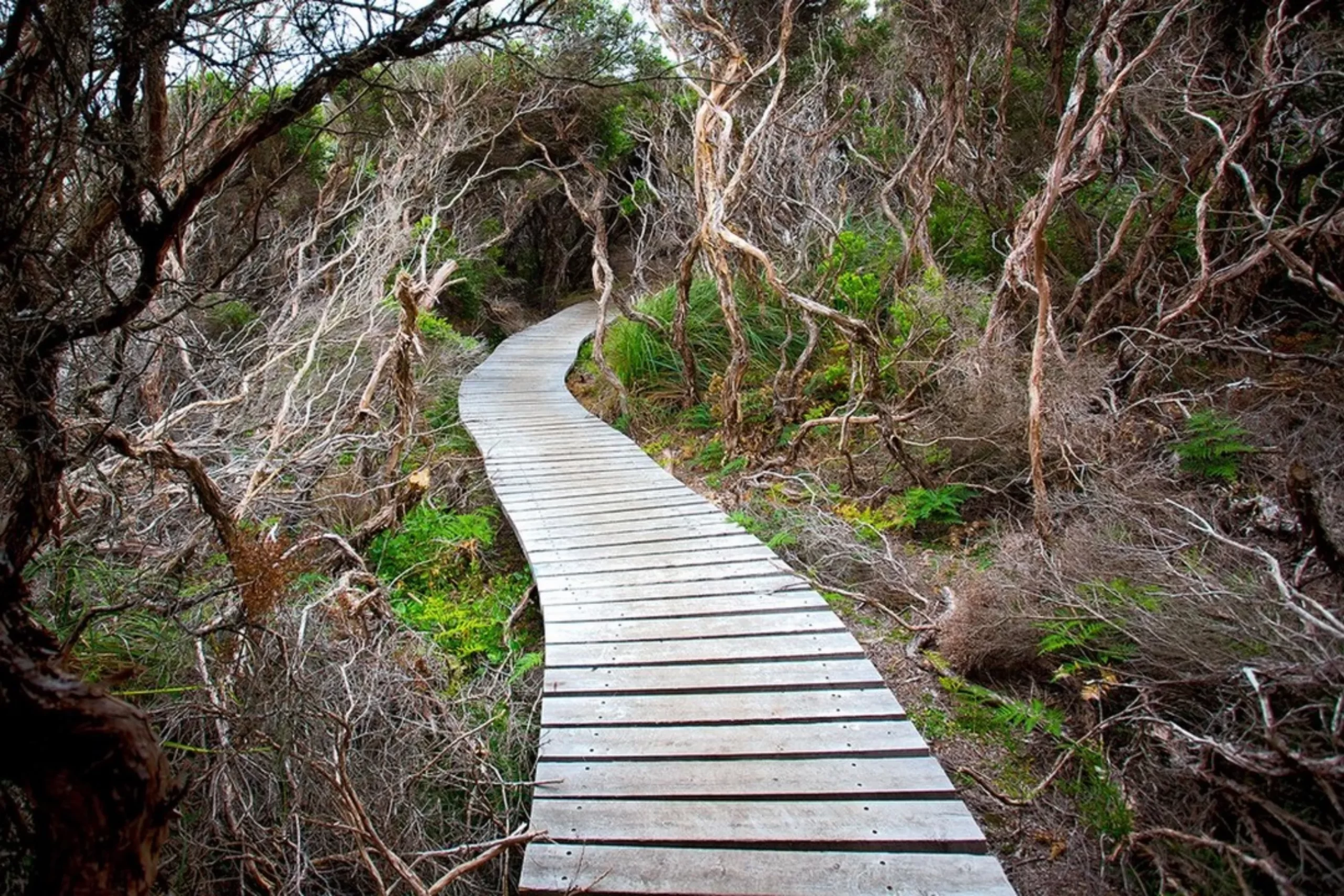 Great Ocean Road tour